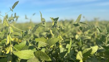 Entre Ríos: Nación declaró la emergencia agropecuaria por heladas y granizo