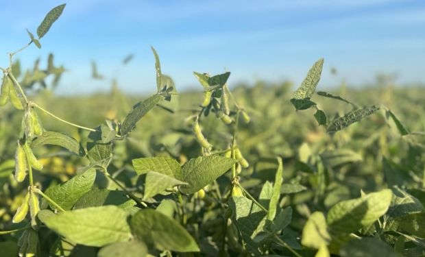 Entre Ríos: Nación declaró la emergencia agropecuaria por heladas y granizo