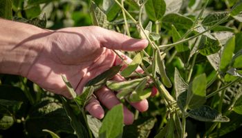 Un tema clave para la siembra de soja en Argentina y los consejos de los N° 1 del cultivo: por qué se perdieron 500 kg/ha