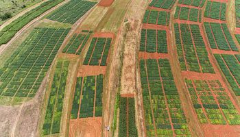 Estudo inédito da Embrapa revela impacto do El Niño na produção de soja no Cerrado