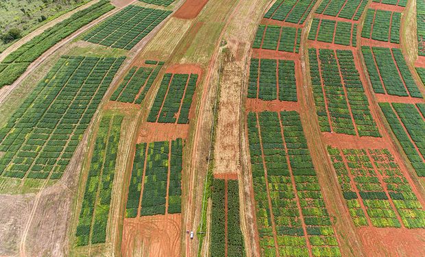 Estudo inédito da Embrapa revela impacto do El Niño na produção de soja no Cerrado