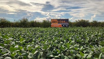 Embrapa lança novas cultivares de soja com grande potencial de produtividade