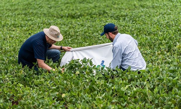 ntre os princípios básicos do MIP está o monitoramento da lavoura. (Foto - Embrapa)