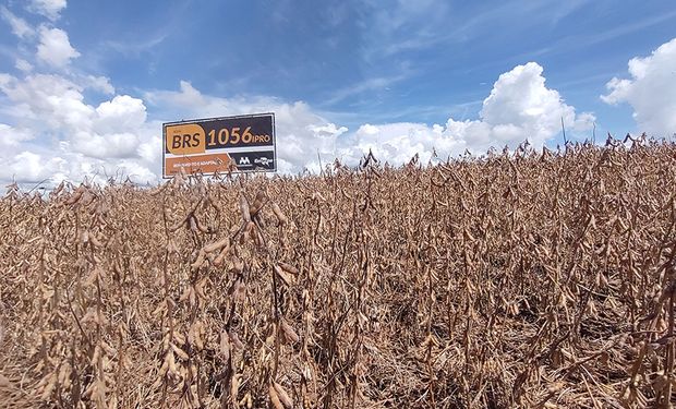 Soja BRS 1056IPRO vem superando os rendimentos das melhores cultivares, com ciclos próximos, nas regiões de indicação de cultivo. (Foto - Embrapa)