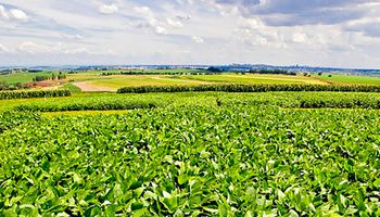 TecnoShow: nova soja da Embrapa combina produtividade e controle de plantas daninhas