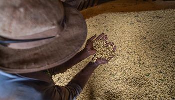 USDA prevê safra de soja do Brasil em 150 milhões de toneladas em 2023/24
