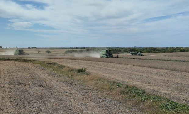 Se estima que las mejoras en el sistema logístico tienen mayor impacto sobre el cultivo de maíz, el cual gana participación con respecto a la soja.