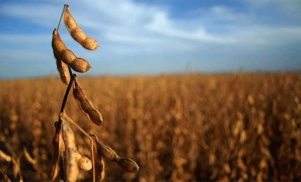 Fuerte demanda: la soja sube frente a la prolongación de la invasión rusa en Ucrania