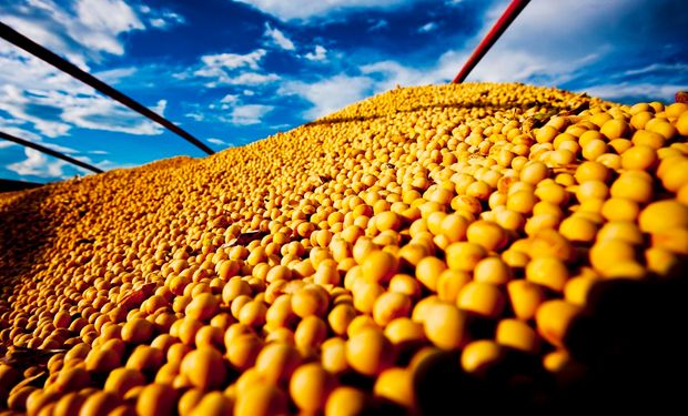 Pesquisadores do Cepea indicam que a procura externa também mantém o vigor. (foto - CNA)