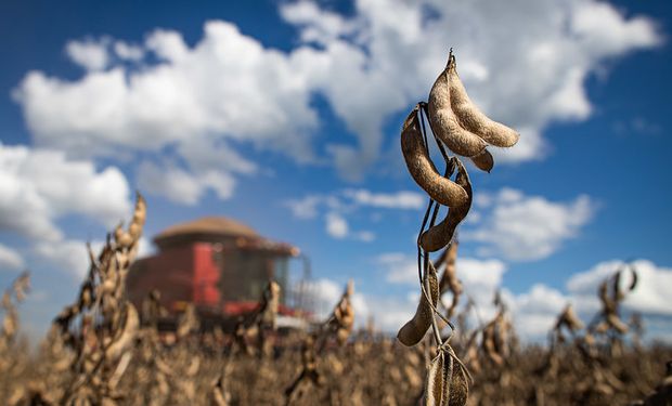 Mercado aguarda USDA para reverter queda na cotação da soja