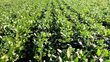 Este miércoles se presenta un informe que puede impactar sobre el precio de la soja, el trigo y el maíz