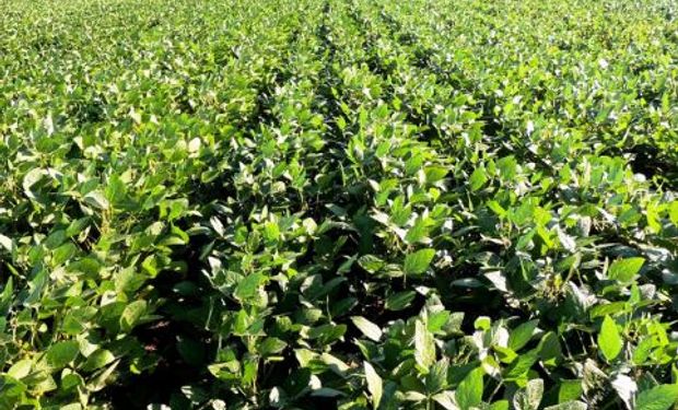 Este miércoles se presenta un informe que puede impactar sobre el precio de la soja, el trigo y el maíz