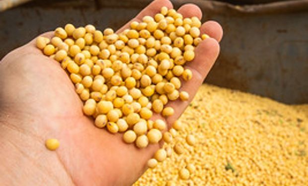 Colheita deve ser 22,4% superior à safra anterior no Brasil, segundo Conab. (foto - CNA/Senar)