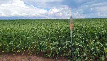 Soja sobe com demanda externa aquecida e cautela de produtores diante do clima no Sul