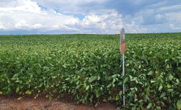 As chuvas recentes favoreceram lavouras ainda em desenvolvimento no Paraná, em Santa Catarina e no Rio Grande do Sul.. (Foto: Josemar Parise - Emater/RS-Asca)