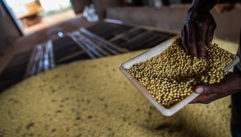 Soja sobe em Chicago, mas nem o "pior cenário" no Brasil vai disparar preços