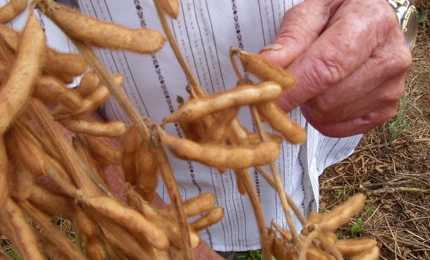 A safra norte-americana de soja deverá ficar em 4,205 bilhões de bushels em 2023/24, o equivalente a 114,44 milhões de toneladas