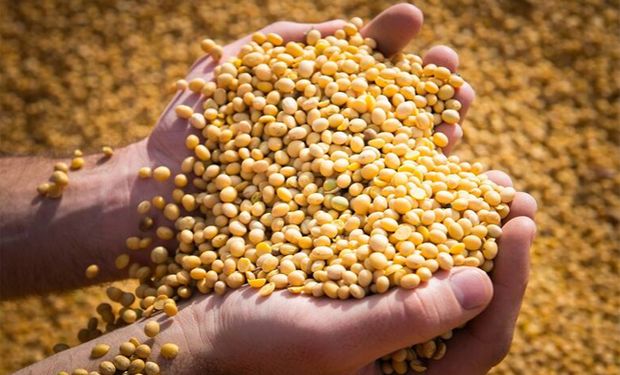 China pone a prueba la harina de soja argentina y encargó un embarque de 30.000 toneladas