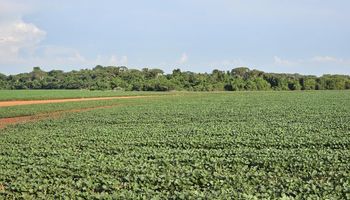 Mato Grosso do Sul prorroga calendário de plantio de soja devido ao clima