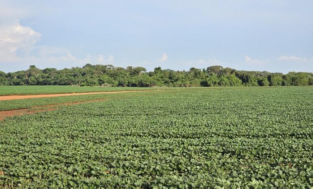 Estimativa é que neste ano a área cultivada cresça 6,5%, em MS. (Foto - Divulgação)