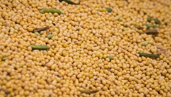 La soja se mantuvo en los $300.000 y los cereales tuvieron una importante baja
