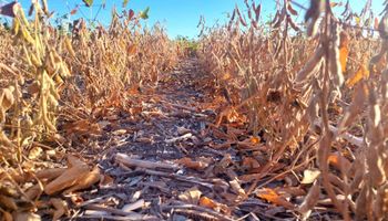 Soja: la estimación de producción aumenta a 48,5 millones de toneladas luego de sorprendentes datos del cultivo tardío