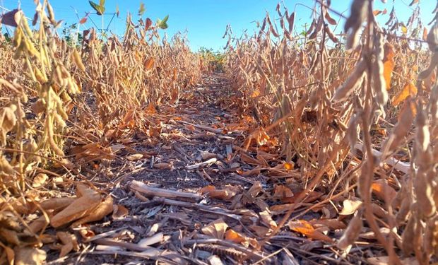 Soja: la estimación de producción aumenta a 48,5 millones de toneladas luego de sorprendentes datos del cultivo tardío