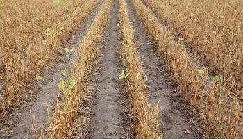 Toma de ganancias: la soja cayó pese a un récord histórico del aceite