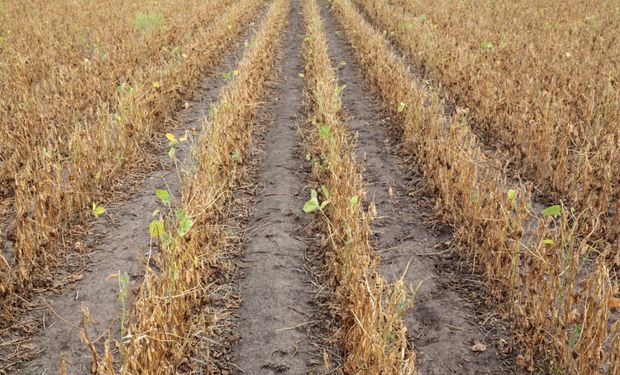 Toma de ganancias: la soja cayó pese a un récord histórico del aceite