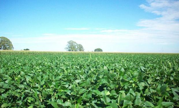 Las lluvias en Estados Unidos vuelven a presionar a la soja y el maíz