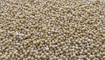 Soja: la demanda mira a Sudamérica y deja nuevas bajas en el mercado de granos de referencia