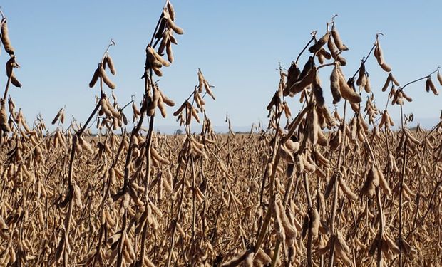 Soja, trigo y maíz: cuánto se pagó en el mercado local
