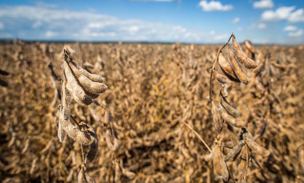 El precio de la soja se desplomó y arrastró a los negocios en Rosario: cuánto se pagó en el mercado local