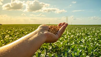 Soja se sustenta no Brasil com China ativa e Chicago reagindo