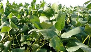 Claves para la siembra de granos gruesos frente a un clima desfavorable