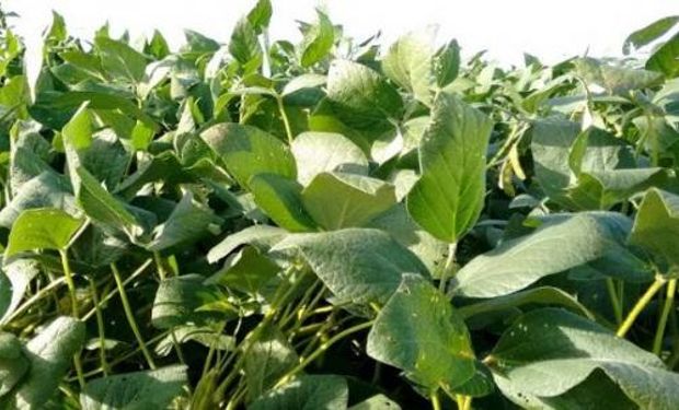 Como ahora los productores hacen una pausa con el cereal por el riesgo de desarrollo del mal de Río Cuarto, impulsarán la implantación de soja de primera en cuanto haya piso.