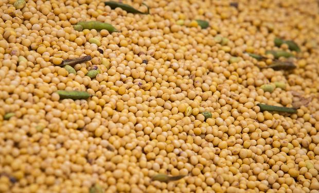 Por qué bajan la soja y el maíz y de qué se habla en el mercado de granos local: productores detienen el ritmo de ventas