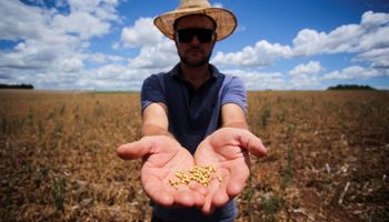 Pausa en el mercado de granos: la lista de factores alcitas, bajistas y las dudas que impactan sobre soja, trigo y maíz