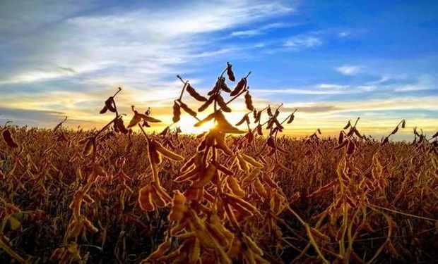 Volatilidad: compras de oportunidad para soja, trigo y maíz alejaron el temor de la nueva cepa de Covid