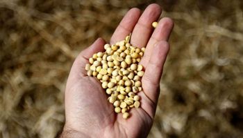 Máximo en nueve años: la crisis ruso-ucraniana sigue impactando en los mercados agrícolas