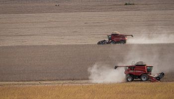 Por la baja venta, una cuarta parte de la soja que se procesa en Argentina viene de Paraguay y el maíz local resiste las bajas externas: de qué se habla en el mercado de granos