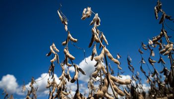 El precio bisagra de la soja que deja un mal resultado: los productores recurren a créditos para evitar vender