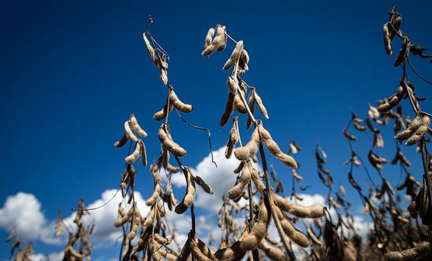 El precio bisagra de la soja que deja un mal resultado: los productores recurren a créditos para evitar vender