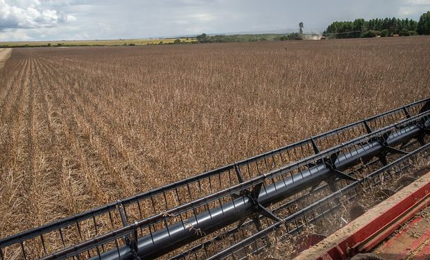 Soja, trigo y maíz: ¿Qué negocios aparecen en medio de la incertidumbre de precios?