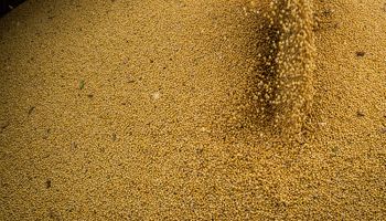 Las ventas de la cosecha vienen muy lentas y "serán todavía peores”: de qué se habla en el mercado de granos