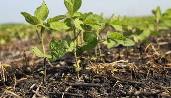 Los argentinos que estudian los suelos agrícolas con inteligencia artificial y descubrieron algo que les "voló la cabeza"