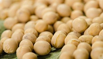 Negociações de soja travam no Brasil com produtores retraídos e compradores cautelosos