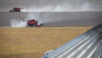 Cotação da soja abre setembro em baixa na expectativa por relatório do USDA