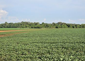 Gigante estatal chinesa busca áreas no Brasil para expandir produção de grãos
