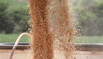 El precio de la soja se mantiene en los $105.000 pesos en el mercado local